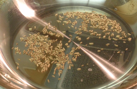 cumin seeds in pan